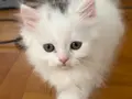 Masum Bakışlı British Longhair