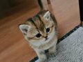 Meraklı Bakışlı Oyuncu British Shorthair