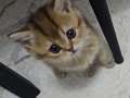 Meraklı Bakışlı Oyuncu British Shorthair