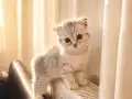 2 Aylık Dişi Scottish Fold