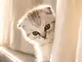 2 Aylık Dişi Scottish Fold