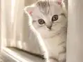 2 Aylık Dişi Scottish Fold