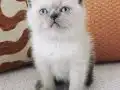 Saf Sevgi Dolu Blue Point British Shorthair Yavruları