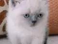 Saf Sevgi Dolu Blue Point British Shorthair Yavruları