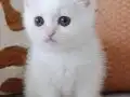 Saf Sevgi Dolu Blue Point British Shorthair Yavruları