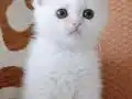 Saf Sevgi Dolu Blue Point British Shorthair Yavruları