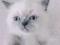 Saf Sevgi Dolu Blue Point British Shorthair Yavruları
