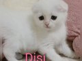 2 güzel kedi