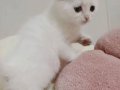2 güzel kedi