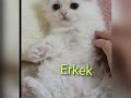 2 güzel kedi