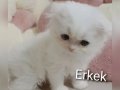 2 güzel kedi