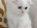 İki Güzel Bebek