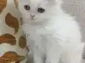 İki Güzel Bebek
