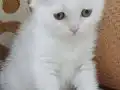 İki Güzel Bebek