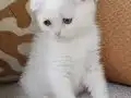 İki Güzel Bebek