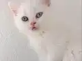 İki gözüm british shorthair