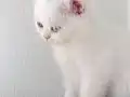 İki gözüm british shorthair