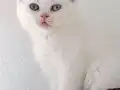 İki gözüm british shorthair
