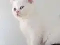 İki gözüm british shorthair