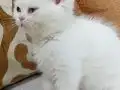 İki gözüm british shorthair