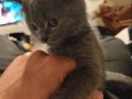 3 Aylık Dişi British Shorthair