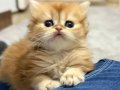 Altın Kürklü British Longhair Yavruları