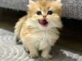 Altın Kürklü British Longhair Yavruları