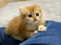 Altın Kürklü British Longhair Yavruları