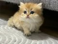 Altın Kürklü British Longhair Yavruları