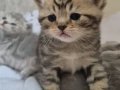 2 Aylık British Shorthair Yavru