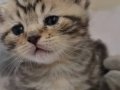 2 Aylık British Shorthair Yavru