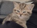 2 Aylık British Shorthair Yavru