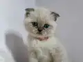 2 Aylık Mavi Gözlü British Shorthair Erkek Yavru