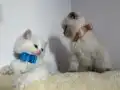 2 Aylık Mavi Gözlü British Shorthair Erkek Yavru