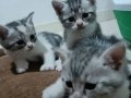 Silver Tabby British Shorthair Yavru