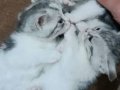 Silver Tabby British Shorthair Yavru
