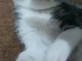 Silver Tabby British Shorthair Yavru