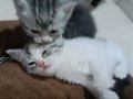 Silver Tabby British Shorthair Yavru