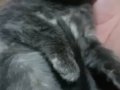 Silver Tabby British Shorthair Yavru