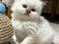 British Shorthair Erkek Yavrular