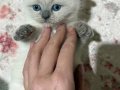 British Shorthair Erkek Yavrular