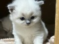 British Shorthair Erkek Yavrular