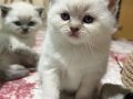 British Shorthair Erkek Yavrular