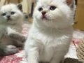 British Shorthair Erkek Yavrular