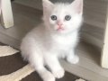 2 Aylık Scottish Fold & Straight Yavruları