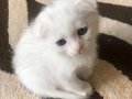 2 Aylık Scottish Fold & Straight Yavruları