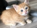 2 Aylık Scottish Fold & Straight Yavruları