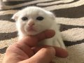 2 Aylık Scottish Fold & Straight Yavruları