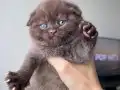 Scottish Fold Longhair Safkan