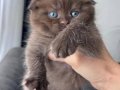 Scottish Fold Longhair Safkan